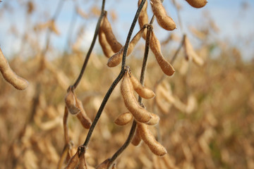 Golden ripe soybean plants in the field. Agricultural field in autumn
