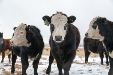 Hereford cow looking directly at the camera part of a cattle in a field in winter