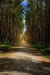 Fototapeta na wymiar Dirt road or path through dark evergreen coniferous pine forest. Pinewood with Scots or Scotch pine Pinus sylvestris trees growing in Pomerania, Poland.