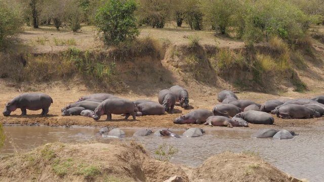 Herd Of Hippos Rest And Stand On The Banks Of The River Cooled In The Water