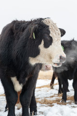 Side view of a black and with Hereford bull, exhaled breath in cold air