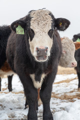 Black and white Hereford bull full front view,  looking at the camera
