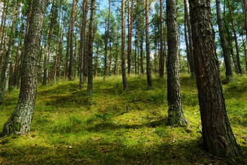 Fototapeta na wymiar Evergreen coniferous pine forest. Pinewood with Scots or Scotch pine Pinus sylvestris trees growing in Pomerania, Poland.