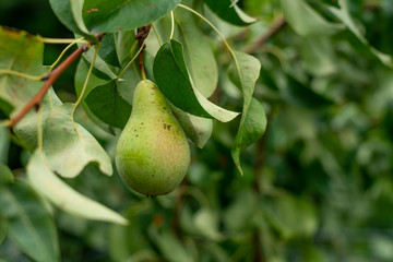 Pear tree