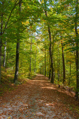 Fototapeta na wymiar Idylle im farbigem Herbstwald