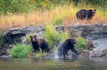 Grizzly bear shaking off water in family group