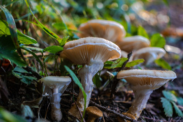 Champignon en forêt