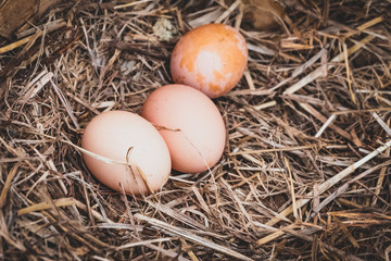 Chicken eggs in the nest