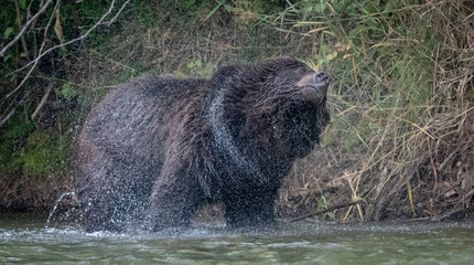 Grizzly bear shaking off water