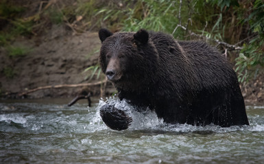 Grizzly bear splashing in river