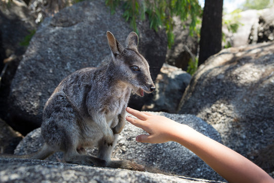 Misa, 8 years-old give food to a wild Mareeba Rock Wallaby on rock,  Atherton Tableland, Queensland Australia