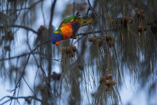 Rainbow Lorikeets (Trichoglossus moluccanus), Cairns, Queensland, Australia