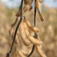 Golden ripe soybean plants in the field. Agricultural field in autumn
