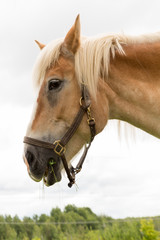 Side view of a Palomino horse head and neck
