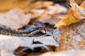 grass snake Natrix natrix close-up