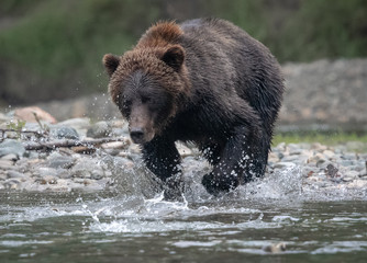 Naklejka na ściany i meble Grizzly bear catching fish in river