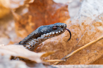 grass snake Natrix natrix close-up