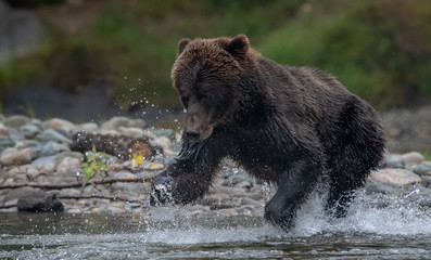 Naklejka na ściany i meble Grizzly bear fishing in river
