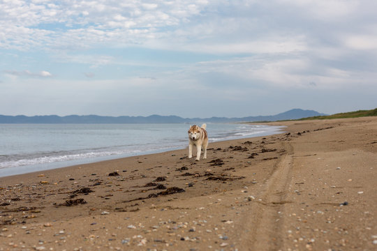 Image of happy Beige and white Siberian Husky dog running on the beach at seaside
