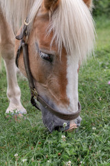 Naklejka na ściany i meble Beautiful blond Palomino horse grazing grass side front view head close up and one leg only