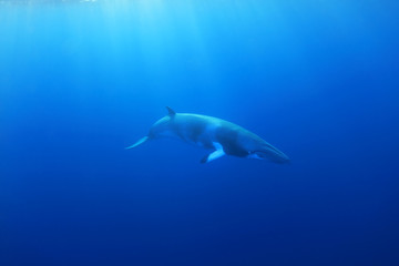 Dwarf minke whale