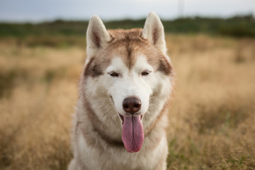 Obraz premium Close-up Portrait of wise and free beige and white siberian husky dog with brown eyes sitting in the grass at sunset