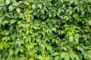 green ivy on a stone wall