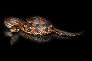 Watersnake