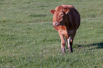 Naklejka na ściany i meble Red Cow in a grass field in Alberta full front view looking directly at the camera in summer