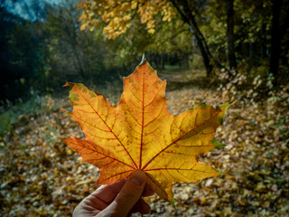 Hand with orange maple leaf against plants in bokeh