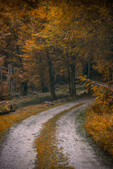 strada nei boschi in autunno