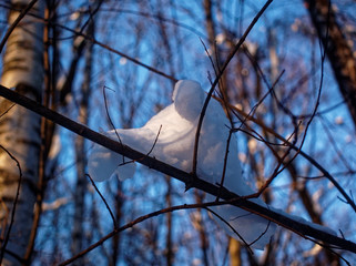 trees in the snow on a clear day 