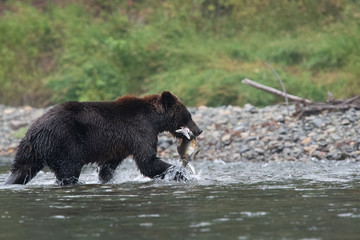 Grizzly bear with salmon