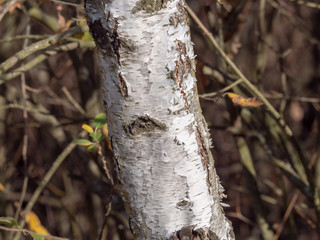 Bark of tree natural wood for texture 
