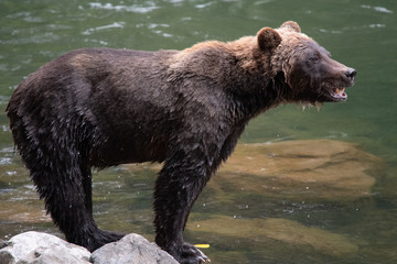 Grizzly bear by river