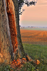 Baum am Acker