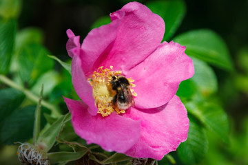 Bumblebee, bee in the flower of wild rose. Rosa majalis, Rose hip flower grows on a sunny summer...
