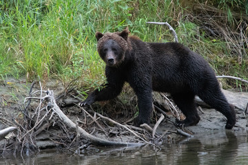 Naklejka na ściany i meble Grizzly bear on river bank