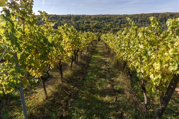vineyard on a sunny day