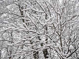 With snow covered beautiful tree branches