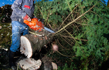 bucheron bûcheron couper arbre sapin bois tronçonneuse tronc branche forêt écologie gestion forestière