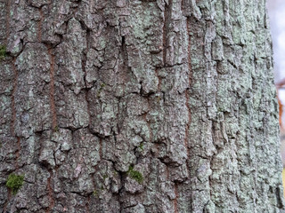 Fototapeta premium Bark of tree natural wood for texture 