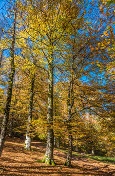 France, Pyrenees Atlantiques, Basque Country, Iraty beech forest in autumn