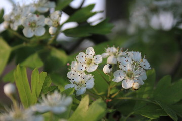 apple tree blossoms during spring time
