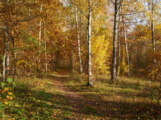 Obraz premium Beautiful autumn forest, path goes into the distance, falling yellow leaves