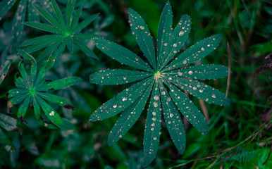 rain drops on green leaf