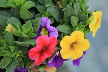 multi colors petunias at home garden