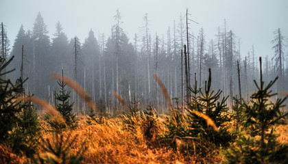 fog in forest