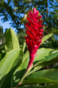 Inflorescence of Red Ginger in Atuona, Hiva Oa Island, Marquesas Islands, French Polynesia