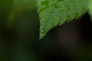 leave and water drops detail. Macro photography. Rain and nature concept